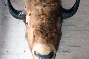 A Fine & Large Mid 20thC Taxidermy Bison Head & Shoulder Mount