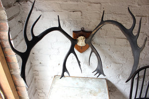 A Large Pair of Fine c.1920 Mounted Taxidermy Scandinavian Reindeer Antlers