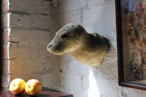 A Rare Mid 20thC Taxidermy Head Mount of a Seal