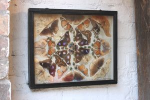 An Attractive Mid 20thC Shadow Box Framed Entomology Study