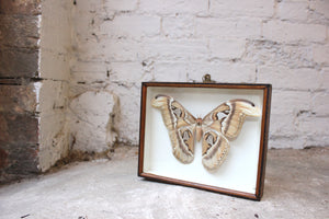A Good Mid 20thC Cased Atlas Silk Moth