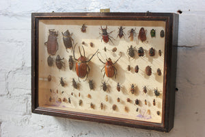 An Interesting c.1940 Framed Coleopterists Collection