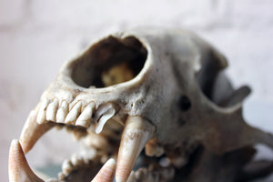 A Rare 19thC Himalayan Black Bear Skull