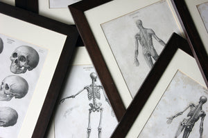 A Splendid Group of Eight Framed Early 19thC Anatomical Copper Plate Engravings; The New Cyclopaedia, London c.1802-08