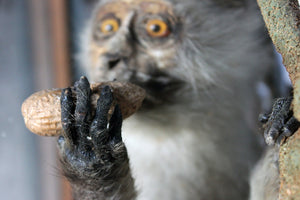A Rare c.1900 Cased Taxidermy Study of a Rhesus Macaque Monkey