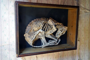 A Scarce & Early Folk Magic Specimen of a Mummified Dog in Case c.1700-1800