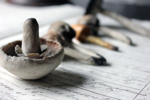 An Exquisite Collection of Five Late 19thC Ceramic Faux Mushrooms