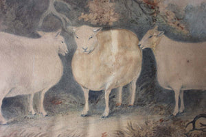 An Early 19thC Naïve School Watercolour of Three Prize Sheep c.1812