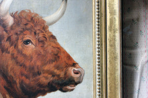 A 19thC English School Study of a Red Devon Bull