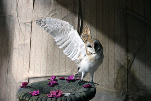 O Radiant Dawn; Unique