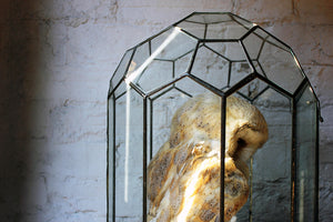 A Taxidermy Study of a Barn Owl in a Victorian Glass Terrarium