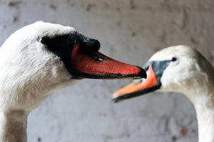 A Glorious Rare Pair of Large Mature Mid 20thC Taxidermy Swans