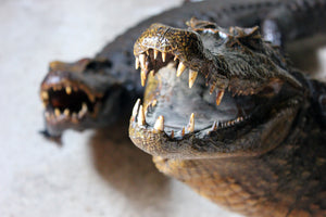 A Wonderful Pair of Late 19thC Taxidermy African Nile Crocodiles c.1900