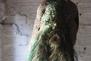 A Very Fine Early 20thC Mounted Mature Taxidermy Peacock