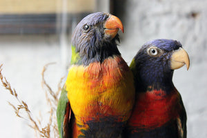 A Good Quality 20thC Dome Cased Pair of Taxidermy Rainbow Lorikeets