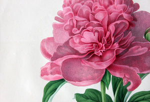 A Regency Hand-Coloured Chromolithographic Plate of a Double Sweet Scented Chinese Peony c.1812
