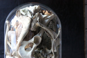 A Unique Skull & Skeletal Fragment Sculpture in a Victorian Glass Dome