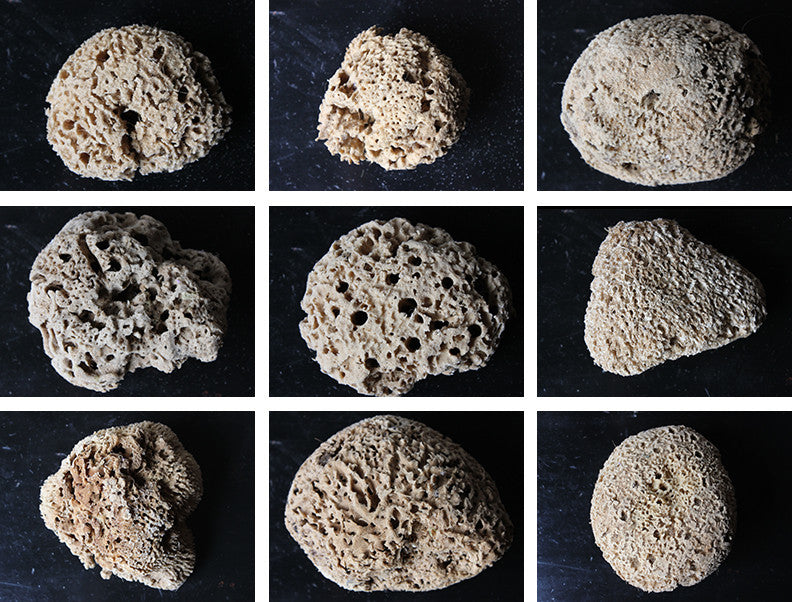 A Beautiful Early 20thC Collection of Nine Porifera/Sponge Specimens ...