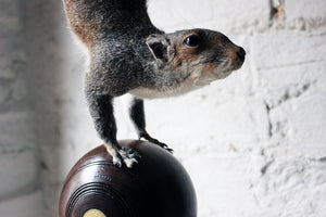 A Contemporary Taxidermy Squirrel Mounted on an Edwardian Period Bowling Bowl