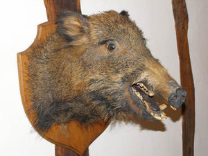 An Early Twentieth Century Taxidermy Head Of A Wild Boar