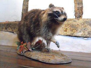 A Mounted Taxidermy Raccoon