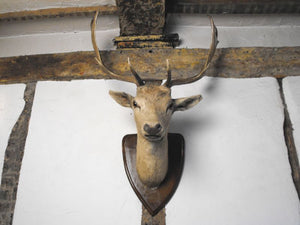 A Vintage Mounted Fallow Deer Buck Head by A.F. Adsetts of Derby