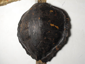 A Large 19thC Antique Loggerhead Turtle Shell