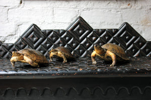 A Fine Trio of c.1890 Taxidermy Terrapins