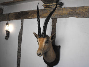 A Vintage Mounted Taxidermy African Granta's Gazelle Head