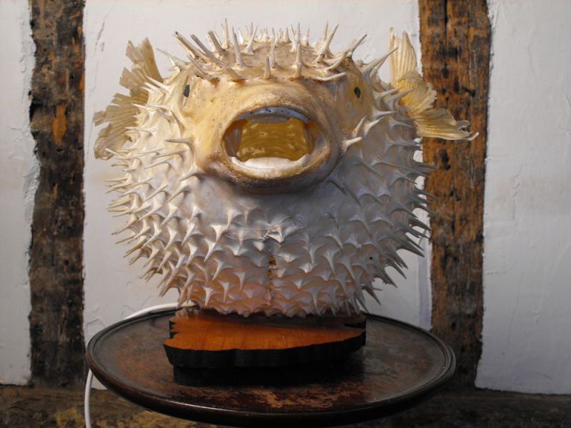 An Unusual Mid 20thC Taxidermy Puffer Blow Porcupine Fish Mounted