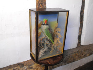 A Vibrant Taxidermy Ring Necked Parakeet in an Ebonised & Parcel Gilt Case