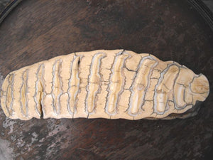 Paleolithic: A Very Fine & Scarce Pleistocene Woolly Mammoth Polished Tooth Section