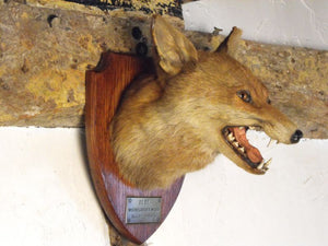 A Superb Early 20thC Mounted Taxidermy Fox Mask Dated to 1928