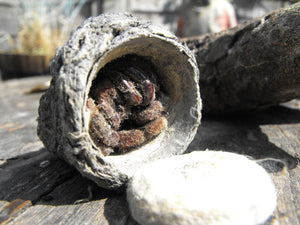 Trapdoor Spider: A Rare Collection of Nests, One Occupied, from Ladysmith, Natal; 1897