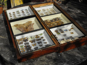 A Good Early 20thC Mahogany Housed Lepidopterist's Collection