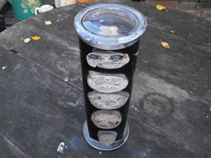 An Interesting Preserved Natural History Dissected Specimen Showing the Cross Section of a Lesser Spotted Dogfish, Prepared by T Gerrard & Co Ltd