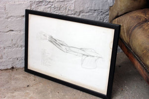 Framed Plate No.9; Anatomical Studies of Bones & Muscles, for the use of Artists; Flaxman/Landseer c.1833