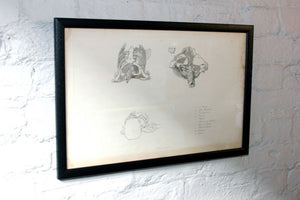 Framed Plate No.3; Anatomical Studies of Bones & Muscles, for the use of Artists; Flaxman/Landseer c.1833