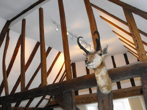 A Taxidermy Head of a North American Rocky Mountain Pronghorn