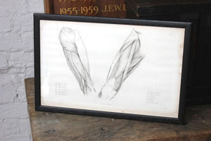Framed Plate No.18; Anatomical Studies of Bones & Muscles, for the use of Artists; Flaxman/Landseer c.1833