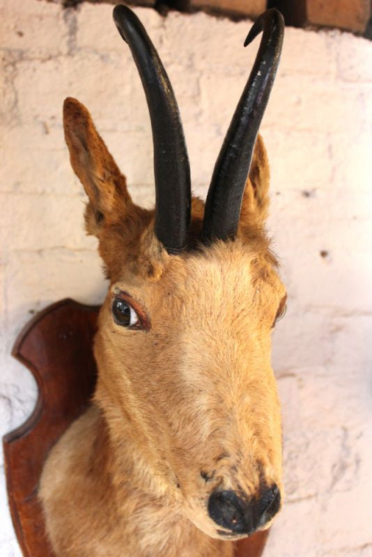 Chamois taxidermy mount SKU 2587 - All Taxidermy