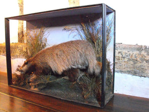 A 20thC Taxidermy Badger in Naturalistic Case