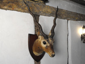 An Early 20thC Mounted Taxidermy Head of an Indian Blackbuck
