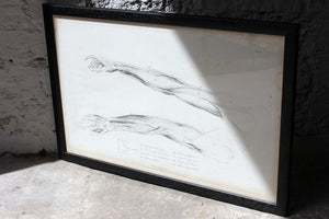 Framed Plate No.10; Anatomical Studies of Bones & Muscles, for the use of Artists; Flaxman/Landseer c.1833