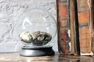 A Scarce Early Mummified Rat Under a Glass Dome From Furness Abbey, Lancashire