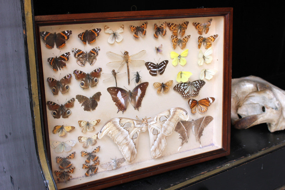 A Good c.1940s Framed Entomology Collection – Doe & Hope