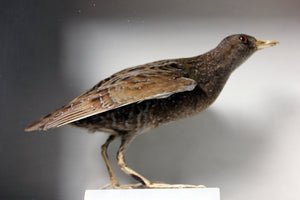 A Fine Museum Cased Taxidermy Spotted Crake c.1865-85, attributed to Robert Duncan of Newcastle Upon Tyne