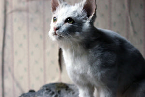 A 21stC Taxidermy Domestic Cat