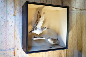 A Museum Cased Late Victorian Pair of Taxidermy Dunlins by Joseph Cullingford of Durham 1898/99