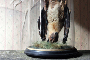 A Good c.1900 Dome Cased Taxidermy Fruit Bat